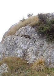 Veronica maccaskillii. Habitat. Weka Pass, Canterbury.
 Image: P.J. Garnock-Jones © P.J. Garnock-Jones CC-BY-NC 3.0 NZ